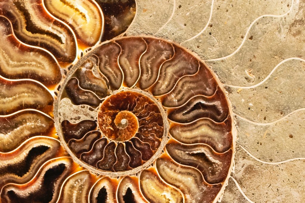 Ammonite illustration du Nombre d'or